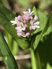 Plectritis macrocera