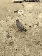 Larus argentatus
