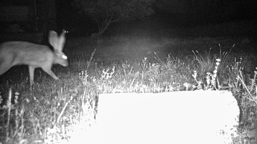 iNaturalist observation photo of Black-tailed Jackrabbit