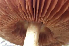 Agaricomycetes