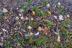 Agaricomycetes