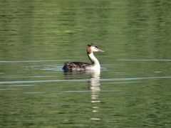 Podiceps cristatus
