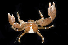 Pachycheles sculptus