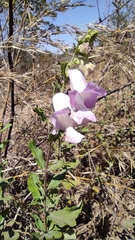 Pedaliaceae