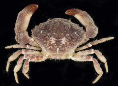 Medaeops granulosus