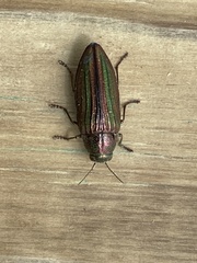 Buprestis striata