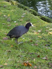 Fulica atra