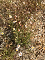 Felicia hyssopifolia