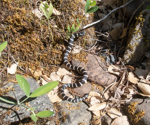 iNaturalist observation photo of California King Snake