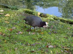 Fulica atra