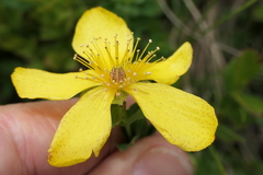 Hypericum richeri burseri