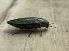 Buprestis striata
