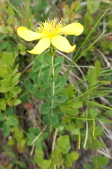 Hypericum richeri burseri