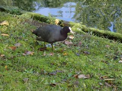Fulica atra