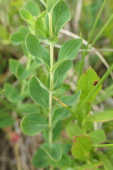 Hypericum richeri burseri