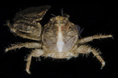 Enosteoides ornatus