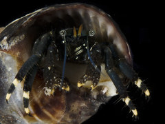 Clibanarius virescens