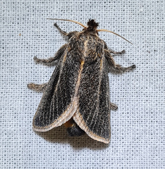 Scopelodes contracta