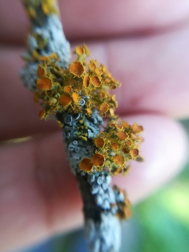 Golden-eye Lichen