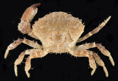 Medaeops granulosus