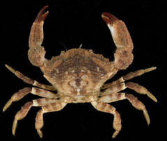 Medaeops granulosus