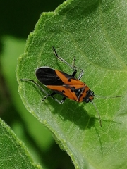 Lygaeus trux
