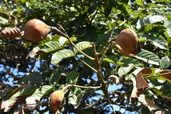 Ormosia arborea