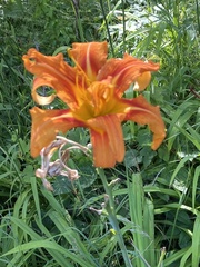 Hemerocallis fulva kwanso