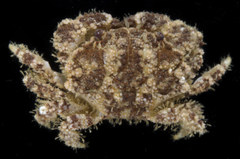 Epiactaea bullifera
