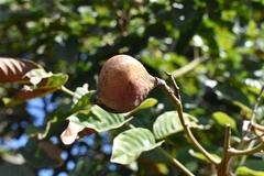 Ormosia arborea