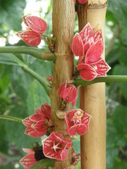 Pavonia strictiflora