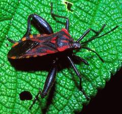 Piezogaster rubropictus