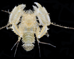 Microprosthema validum