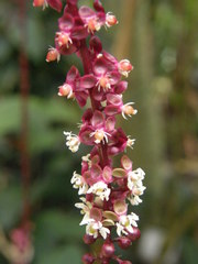 Trichostigma peruvianum