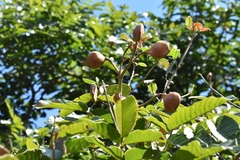 Ormosia arborea