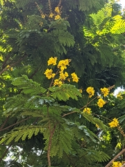 Peltophorum pterocarpum