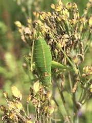 Leptophyes punctatissima