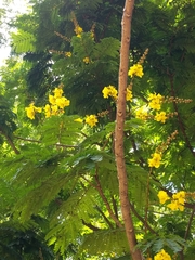 Peltophorum pterocarpum