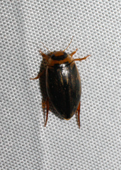 Coptotomus longulus
