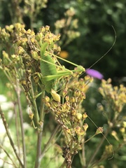 Leptophyes punctatissima