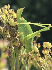 Leptophyes punctatissima