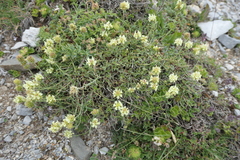 Sideritis hyssopifolia