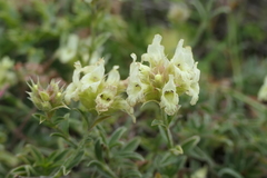 Sideritis hyssopifolia