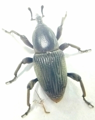 Cosmopolites sordidus