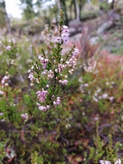 Calluna vulgaris