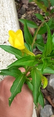 Oenothera chicaginensis