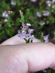 Calluna vulgaris
