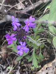 Glandularia canadensis