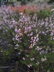 Calluna vulgaris
