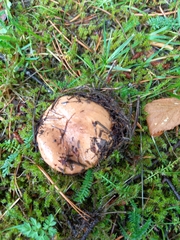 Chroogomphus rutilus